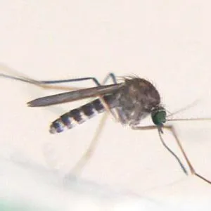 thumbnail for publication: A Mosquito Culex (Melanoconion) pilosus (Dyar and Knab) (Insecta: Diptera: Culicidae)